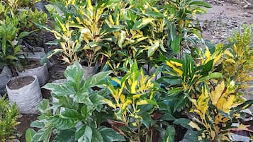 Taman