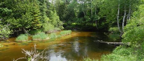 Un fiume circondato da una fitta foresta.
