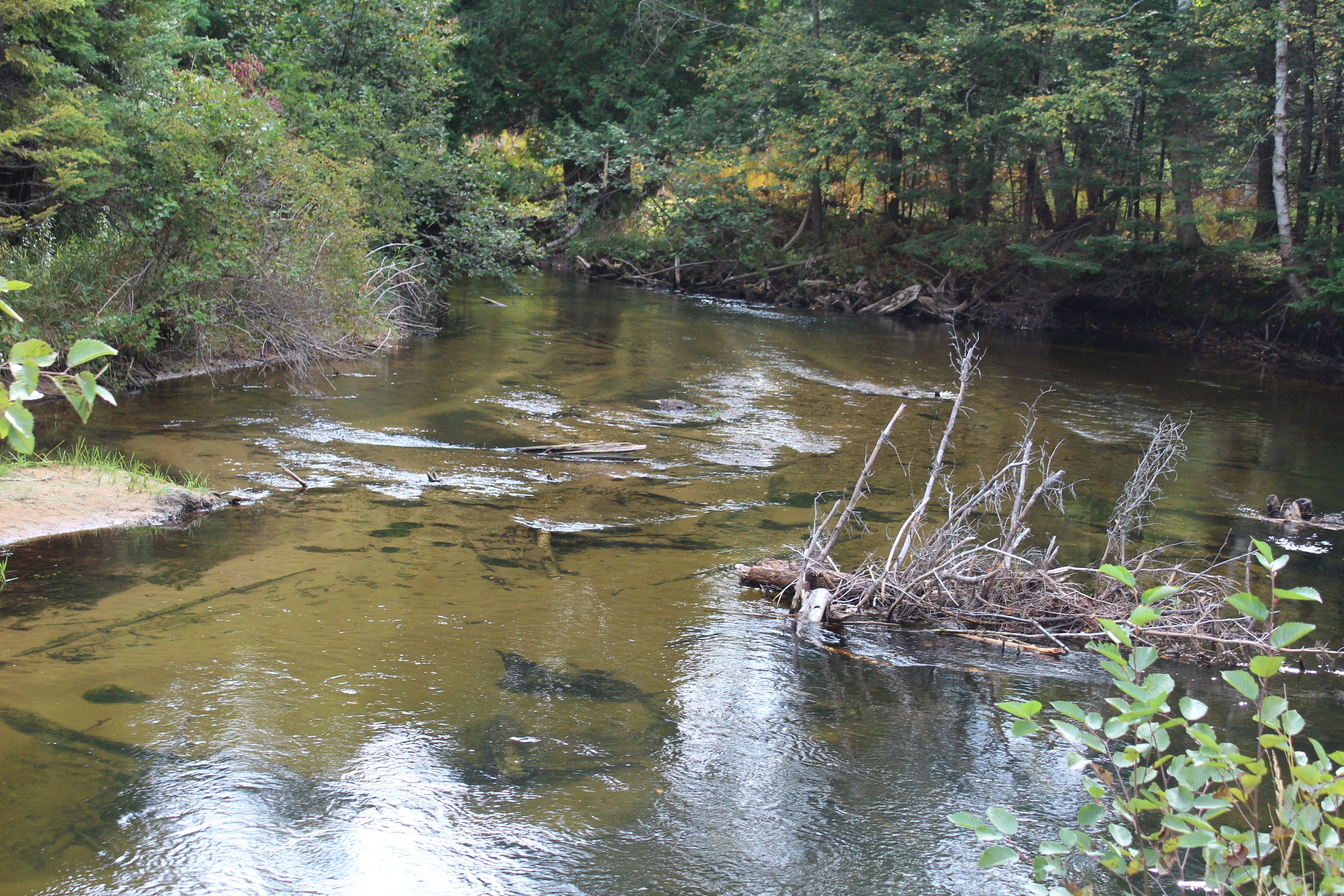 A river with clear water, surrounded by dense forest and some fallen branches.