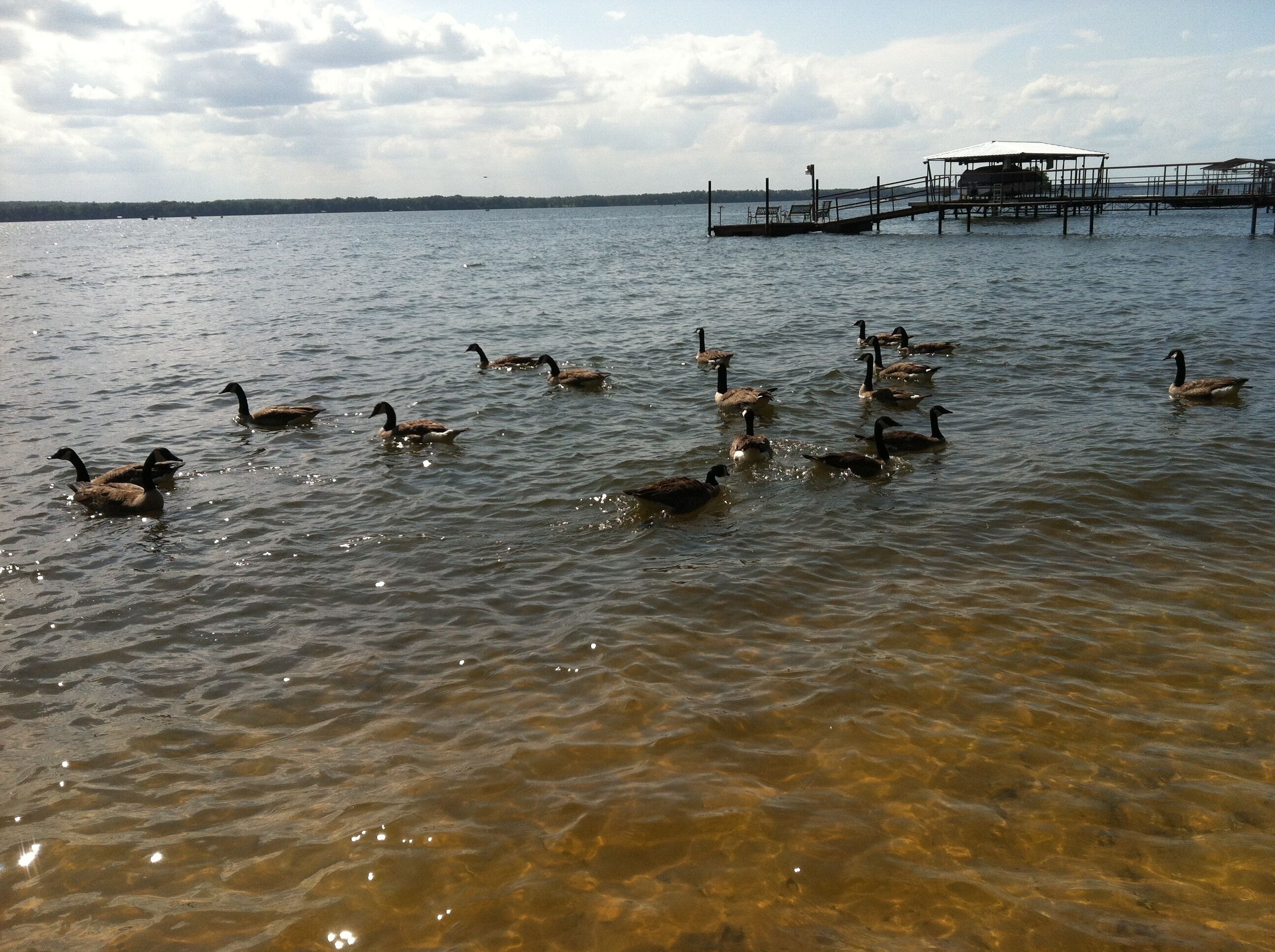 Une étendue d’eau où nagent des canards.