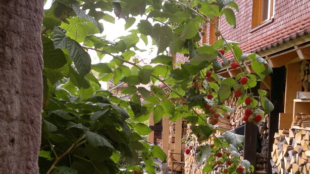 A garden with a raspberry bush, a stone pathway, and a brick building with a window. - NEW !  Spacious apartment on 2 floors for 2-3 people (Baiersbronn)