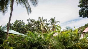 Un jardin tropical luxuriant, avec un feuillage dense et des palmiers.