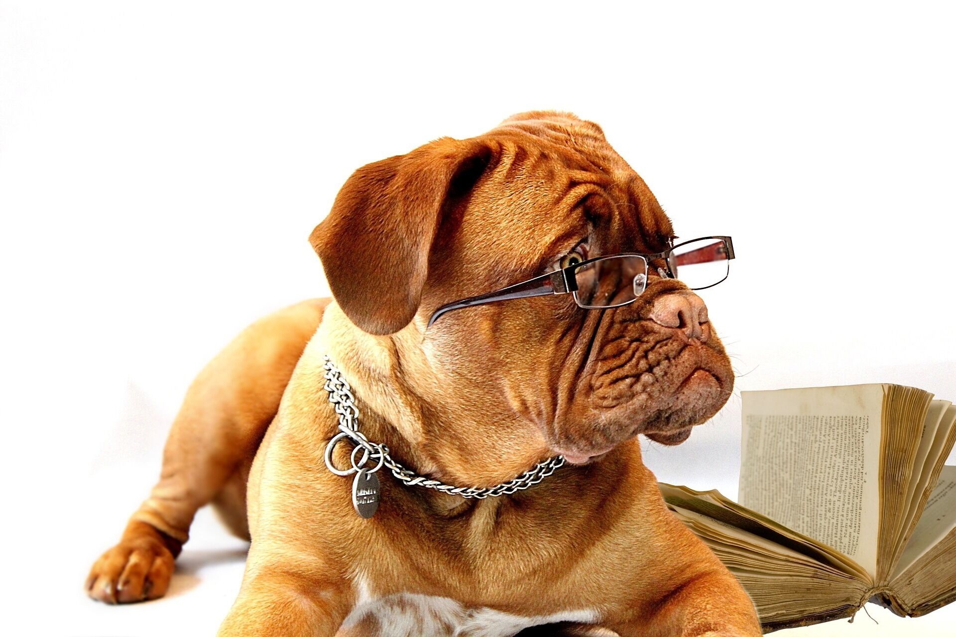 A dog wearing glasses and a chain, lying next to an open book.