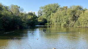 Un río tranquilo con patos nadando, rodeado de abundante vegetación y árboles.