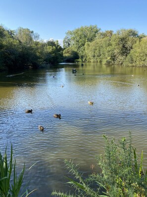 Une rivière paisible où nagent des canards, bordée d’une végétation luxuriante et d’arbres.
