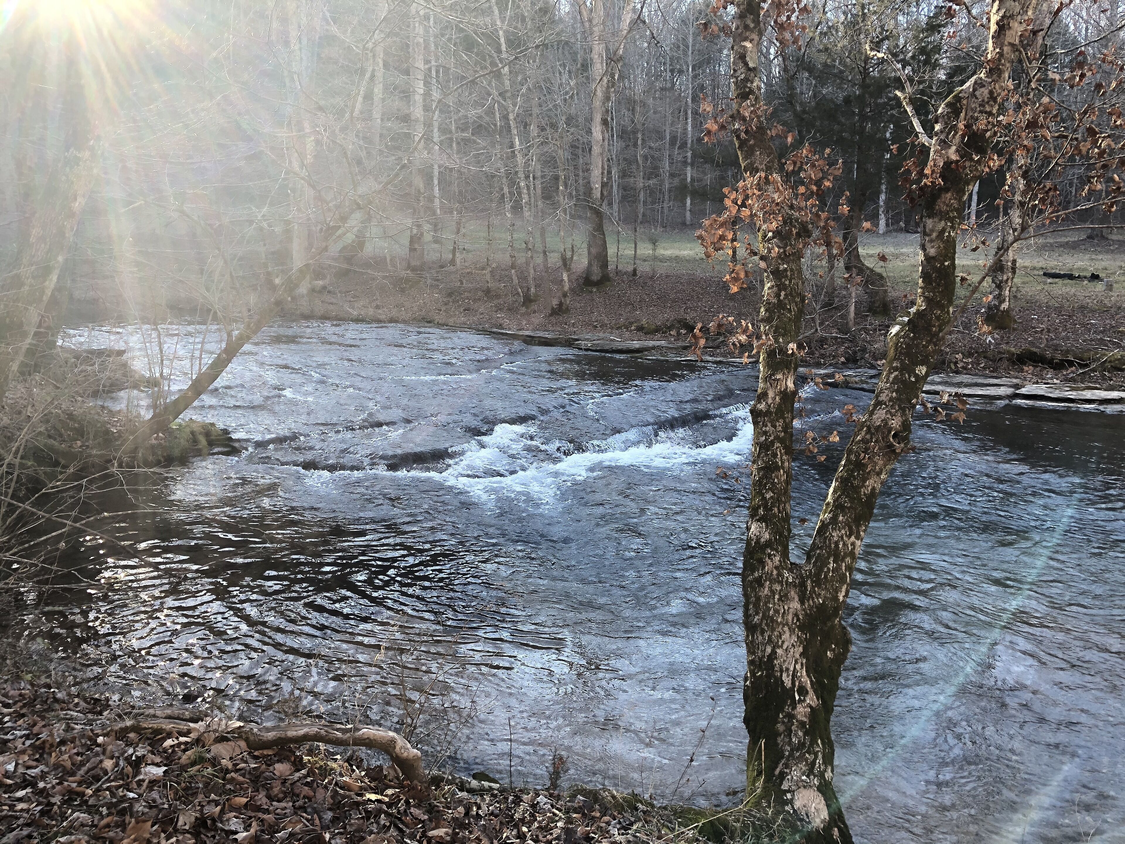Een rivier die door een bebost gebied stroomt, met bomen en een rotsachtige bodem.