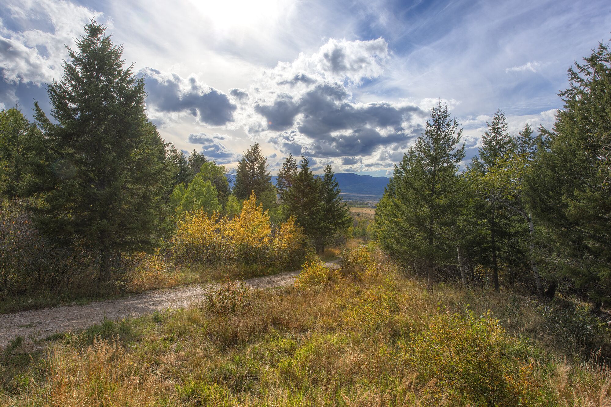 A natural landscape with a dirt path, dense trees, and a cloudy sky.