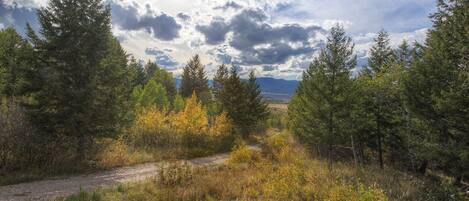 A natural landscape with a dirt path, dense trees, and a cloudy sky.
