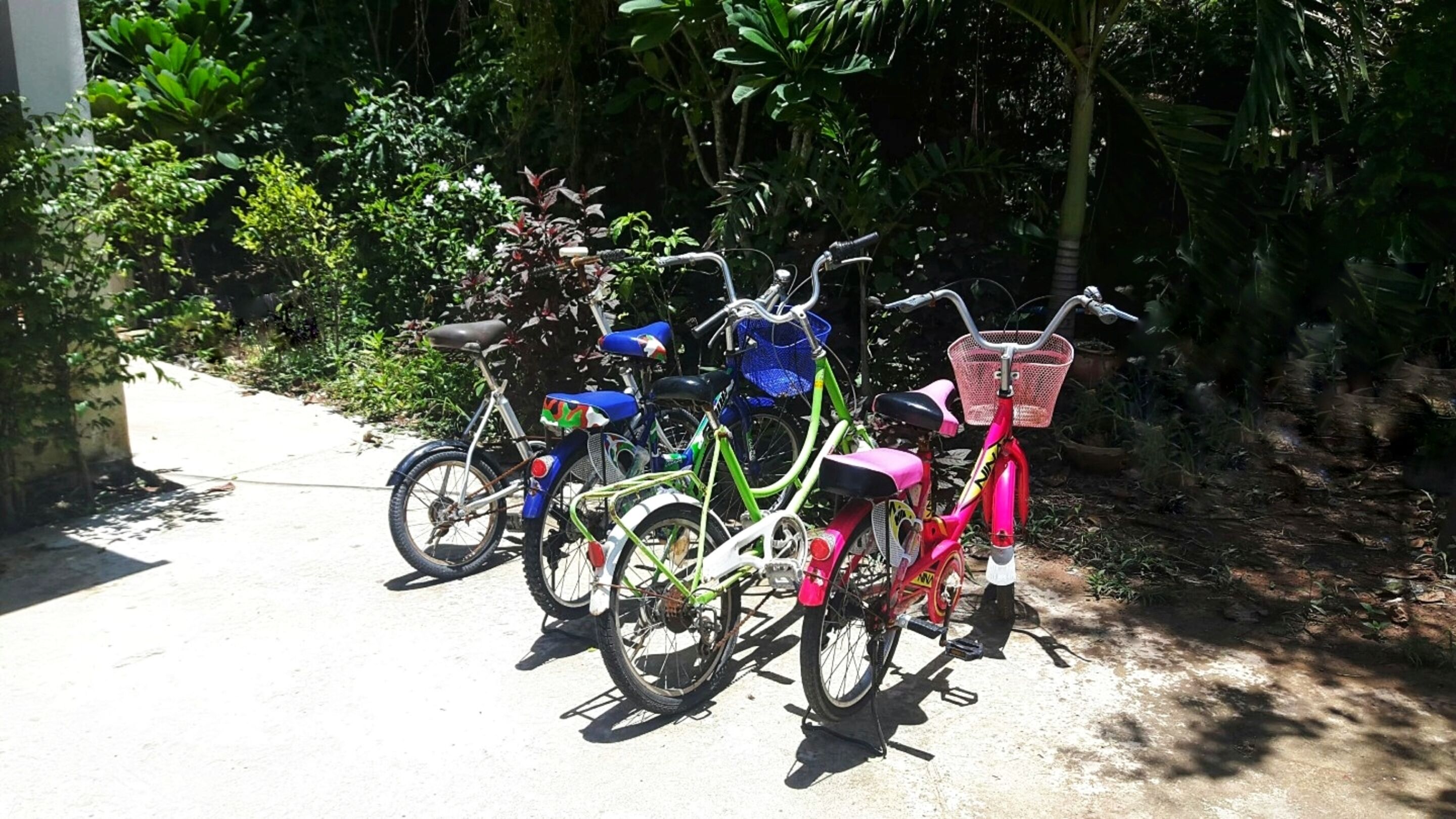 A row of bicycles parked on a concrete path, surrounded by lush greenery.