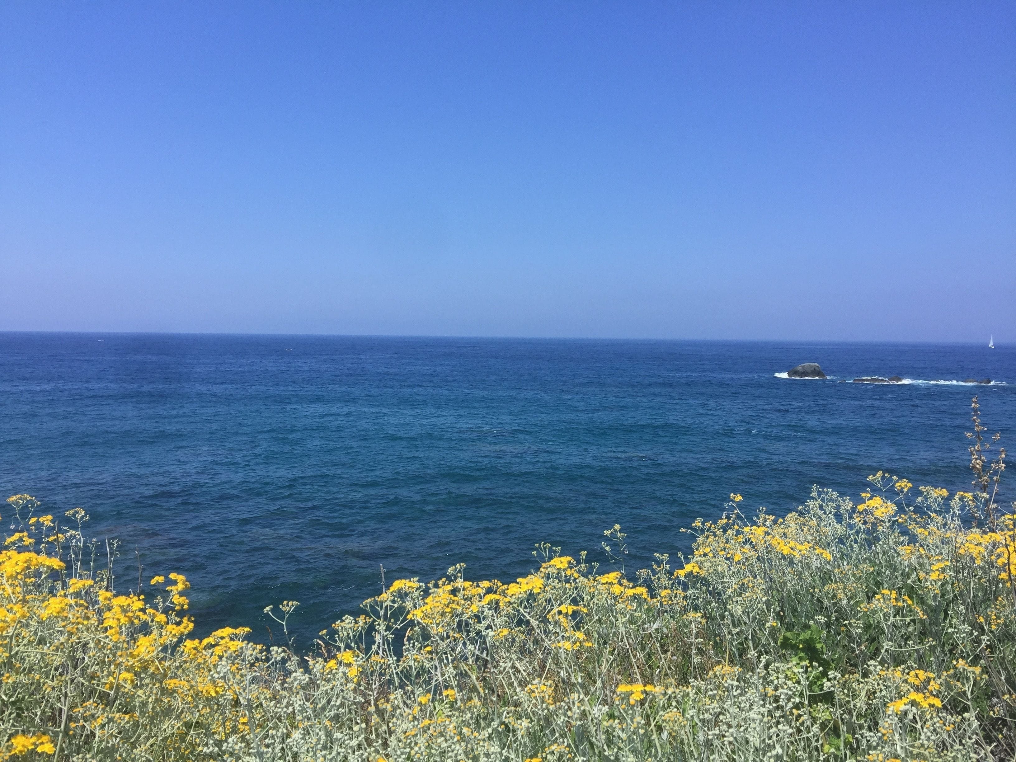 Vista costiera con cielo sereno, oceano e fiori gialli in primo piano.
