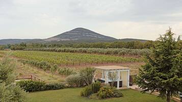 A vineyard with rows of grapevines, a small white building, and a mountain in the background.