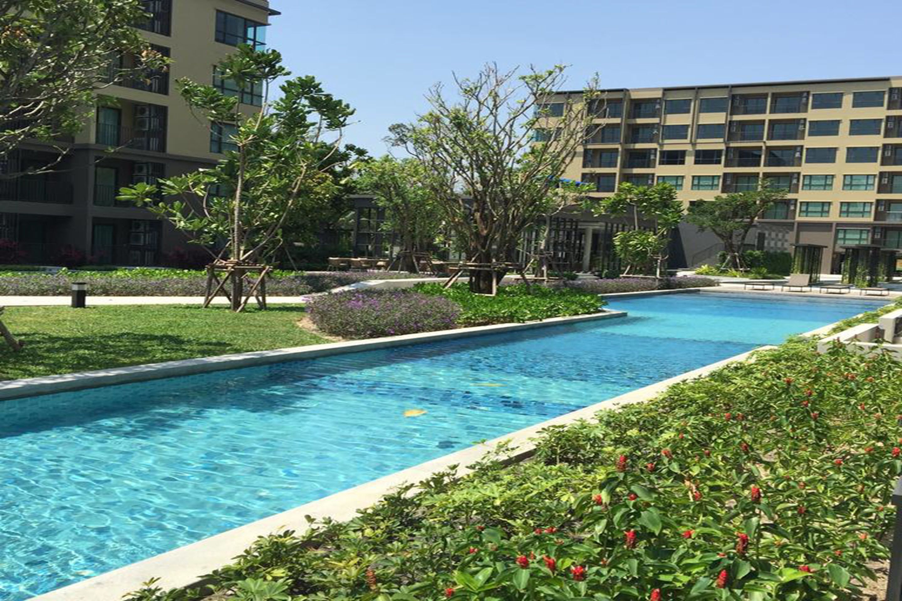 A swimming pool surrounded by greenery and modern buildings.