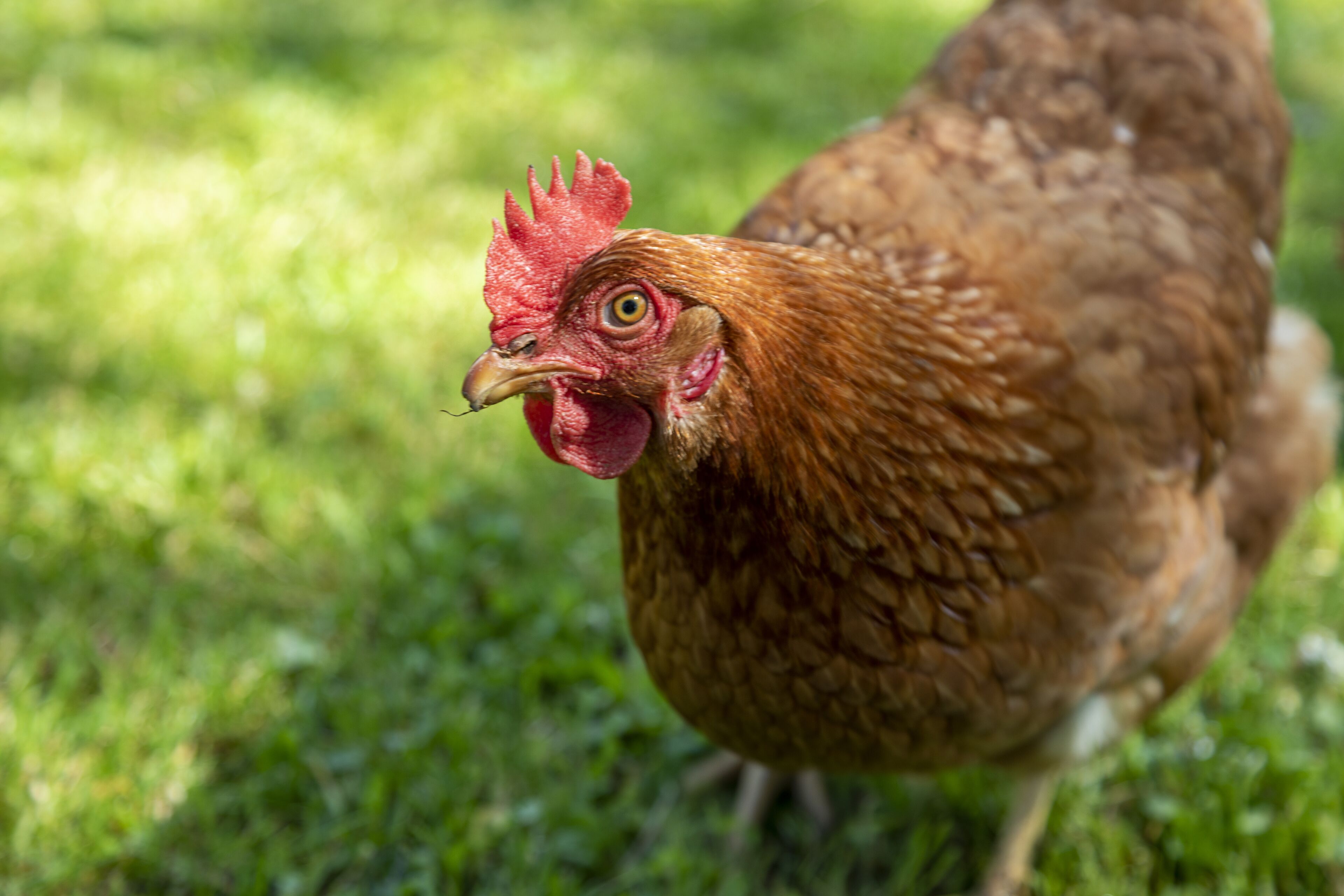 Un gros plan d'une poule à la crête et aux barbillons rouges, qui se tient sur de l'herbe.