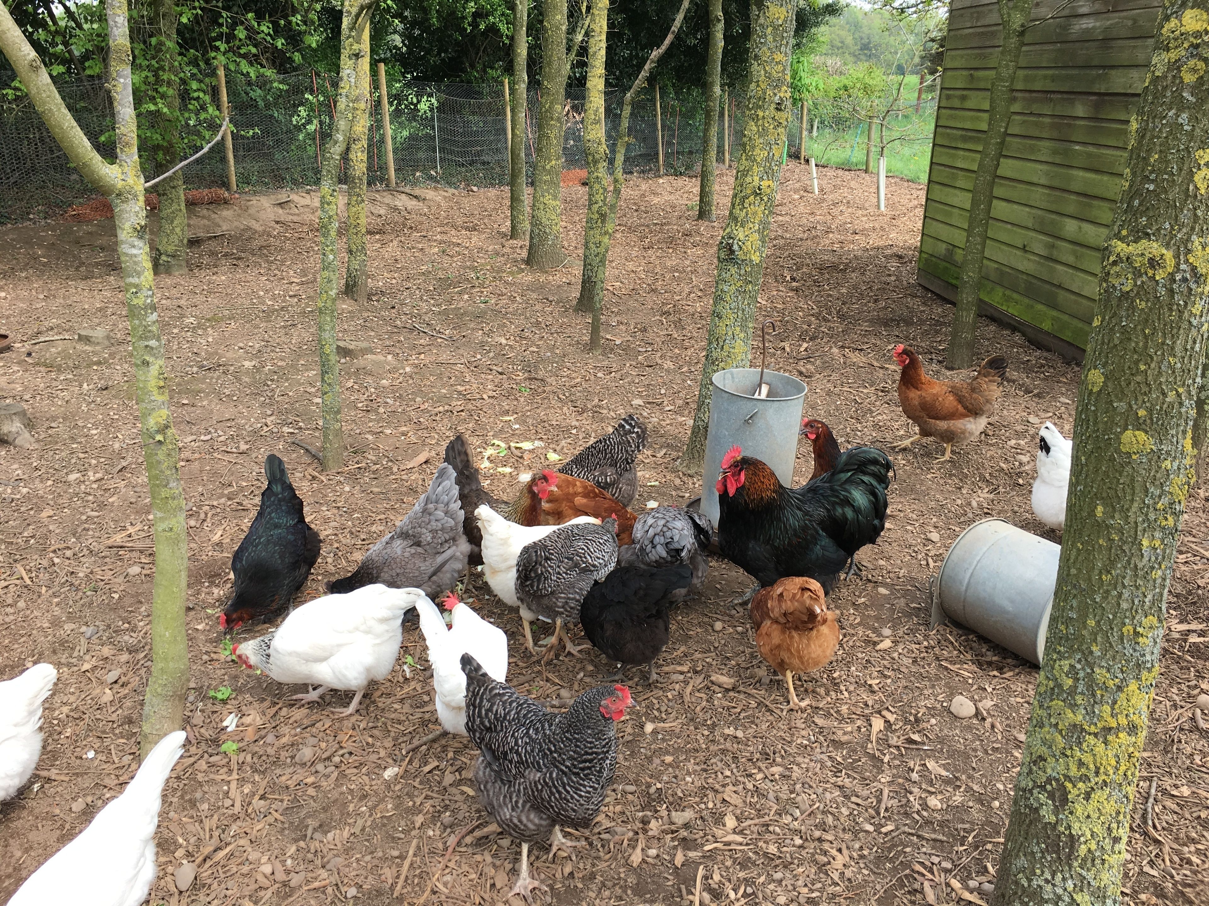 A group of chickens foraging in a fenced outdoor area with trees and a wooden structure in the background.