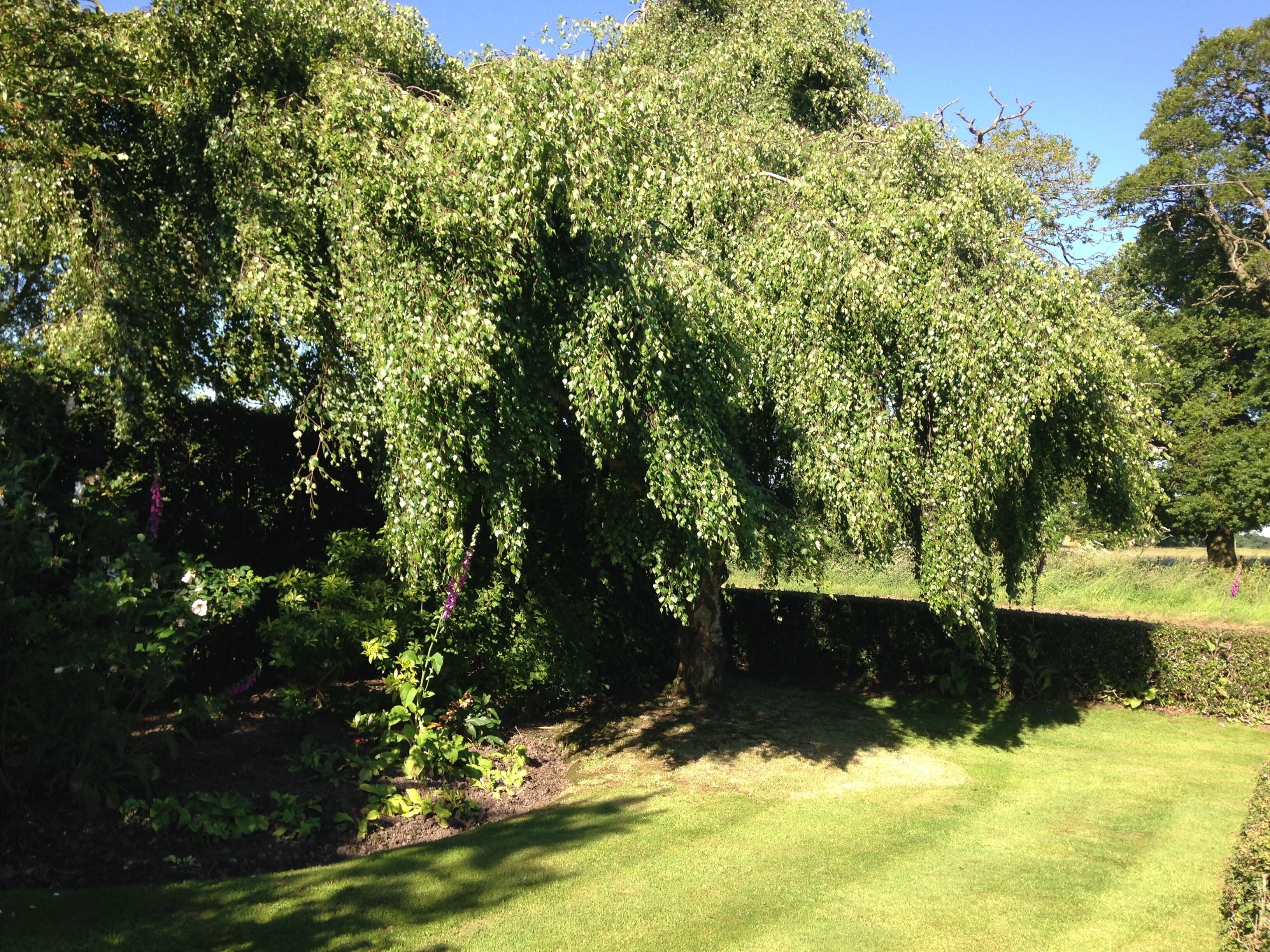 Un jardin luxuriant, avec une grande variété d’arbres et une pelouse bien entretenue.