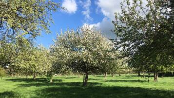 Un parco con diversi alberi e un cielo azzurro intenso.