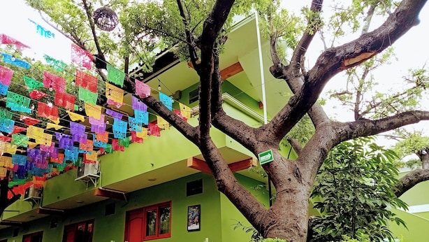 A building with a large tree in front, colorful decorations hanging from the tree, and a green exterior wall. - Hotel Los Ciruelos (Oaxaca)