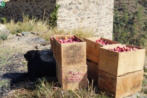 Sports facility - Suvaasa The Resort (Kosiyakutoli)