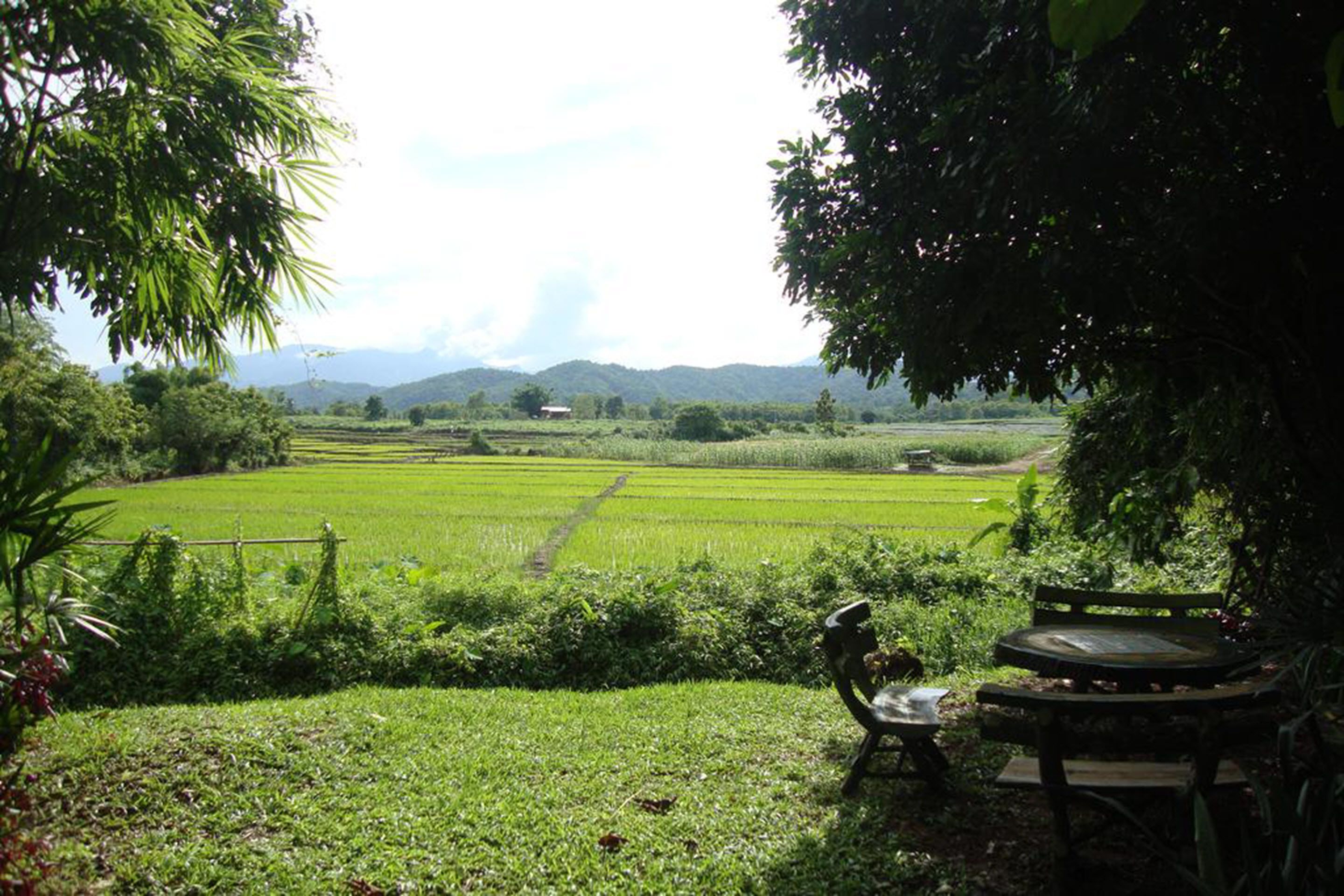Une vue d’un paysage verdoyant et luxuriant, avec un sentier qui traverse un champ, un banc et une table situés sous un arbre.