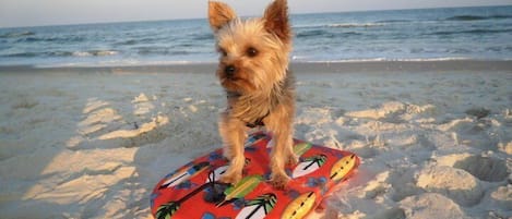 On the beach, sun-loungers, beach towels