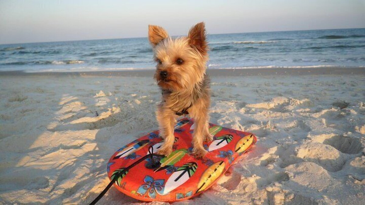 GRAND PANAMA BEACHFRONT, 1ST FLR DIRECT to BEACH/POOL/TIKI. SMART TV & FREE WIFI