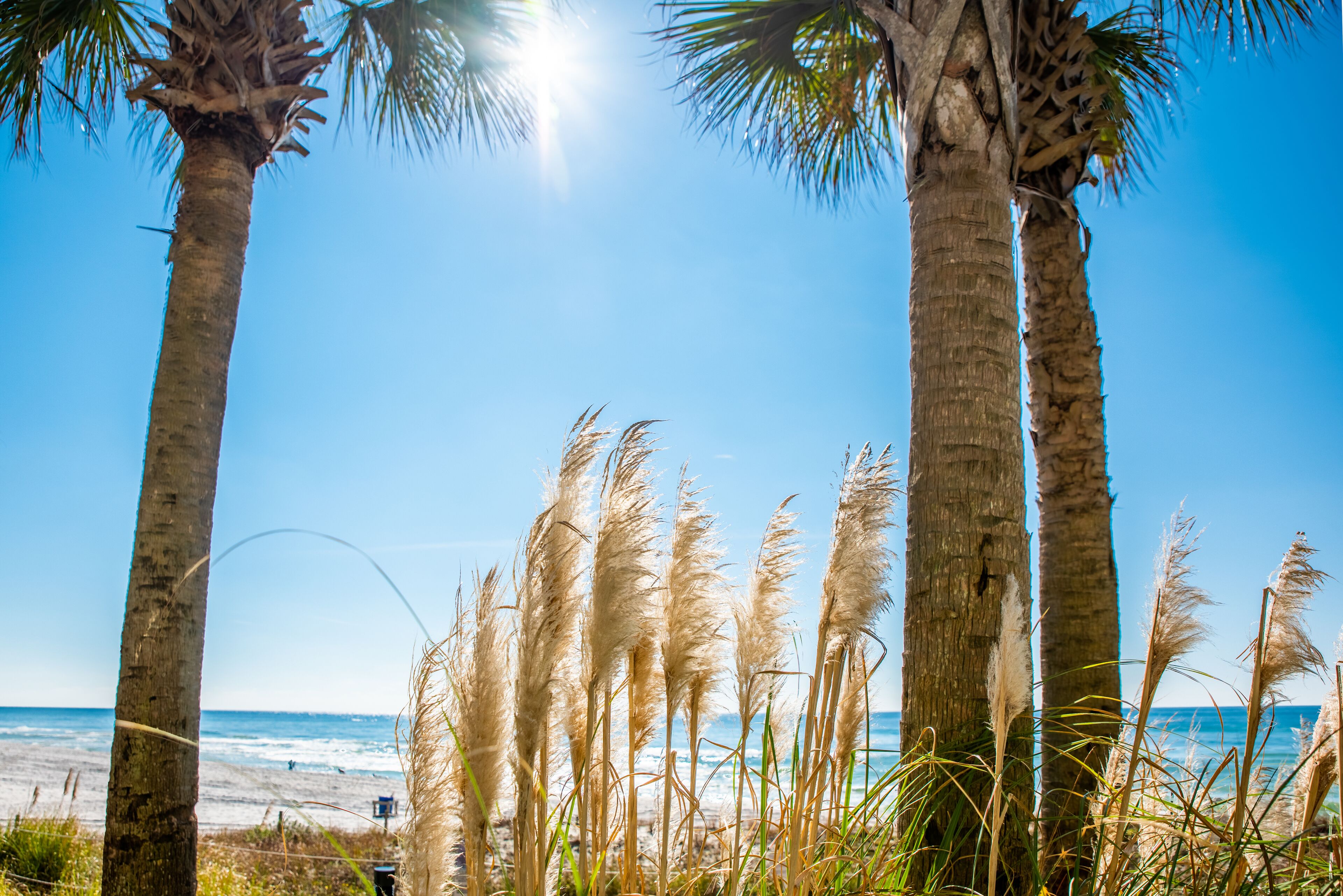 A beach with palm trees and tall grasses.