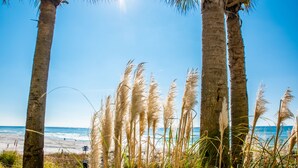 A beach with palm trees and tall grasses. - GRAND PANAMA BEACHFRONT, 1ST FLR DIRECT to BEACH. $250 SpecialSMART TV/FREE WIFI (Panama City Beach)