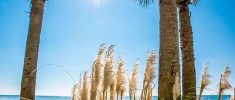 A beach with palm trees and tall grasses.