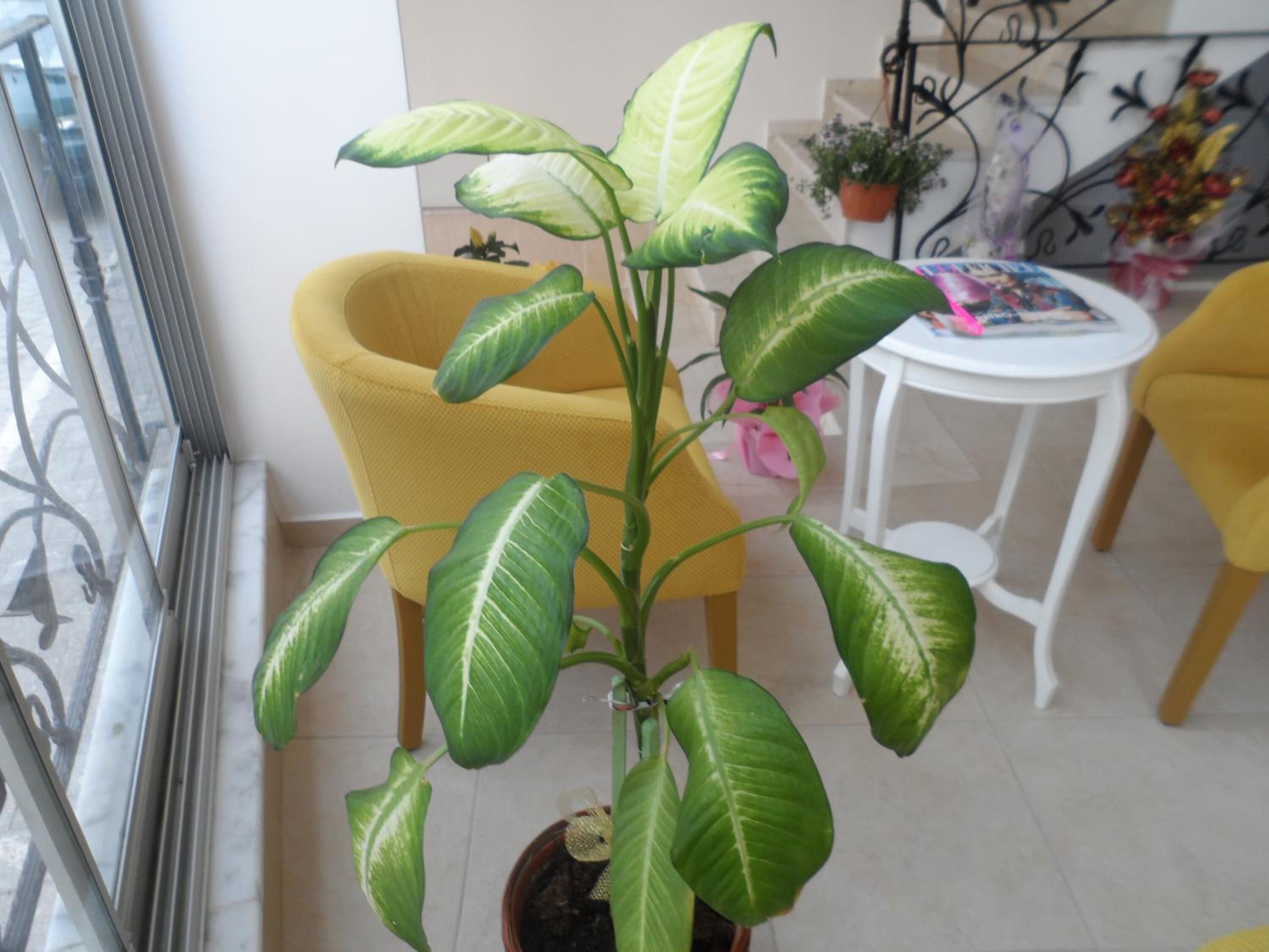 Una planta en maceta con hojas anchas en una habitación con sillas amarillas y una mesa blanca.
