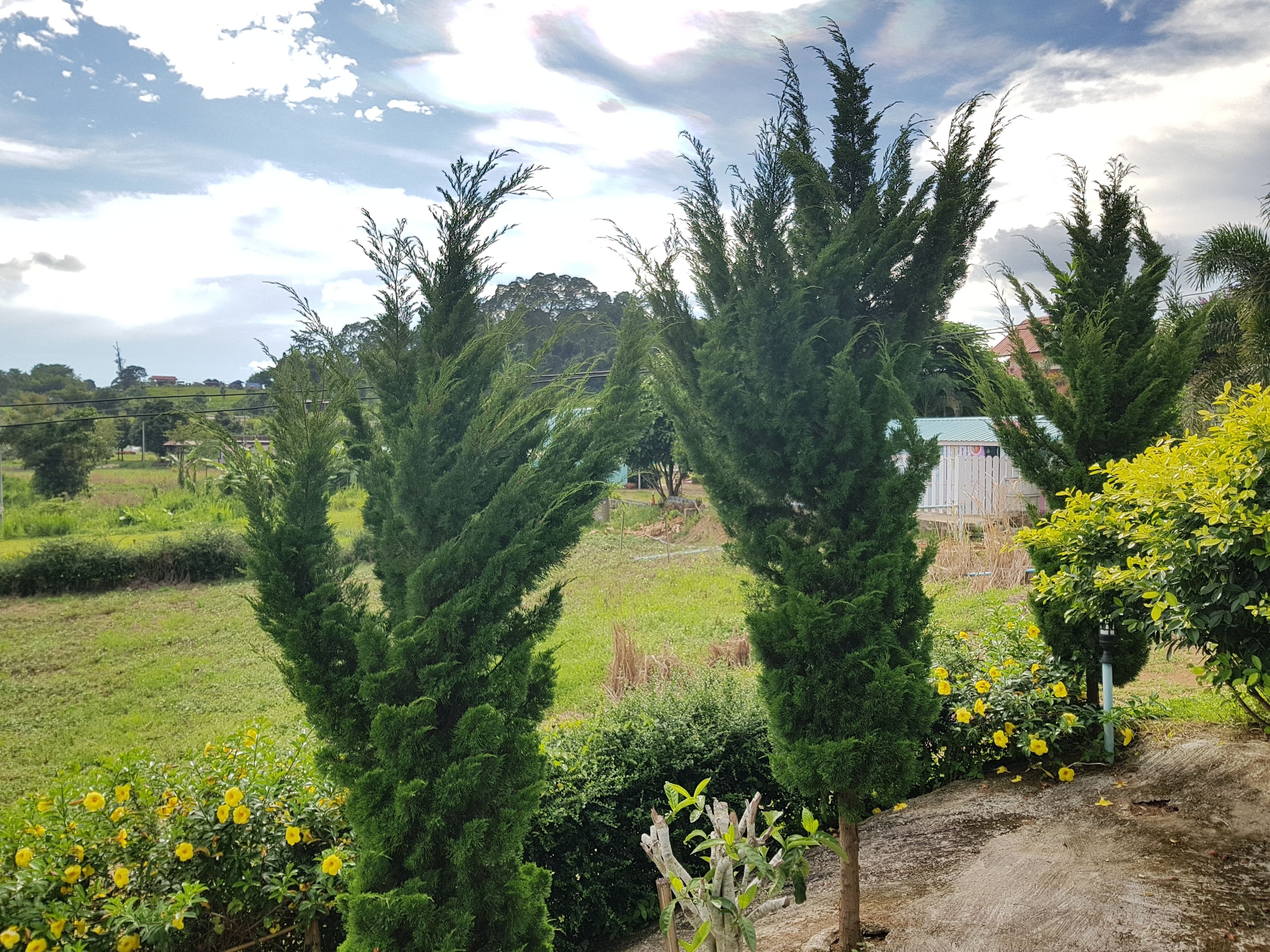 Paisagem com árvores perenes altas e plantas floridas amarelas.