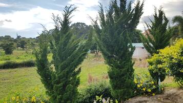 Paisagem com árvores perenes altas e plantas floridas amarelas.