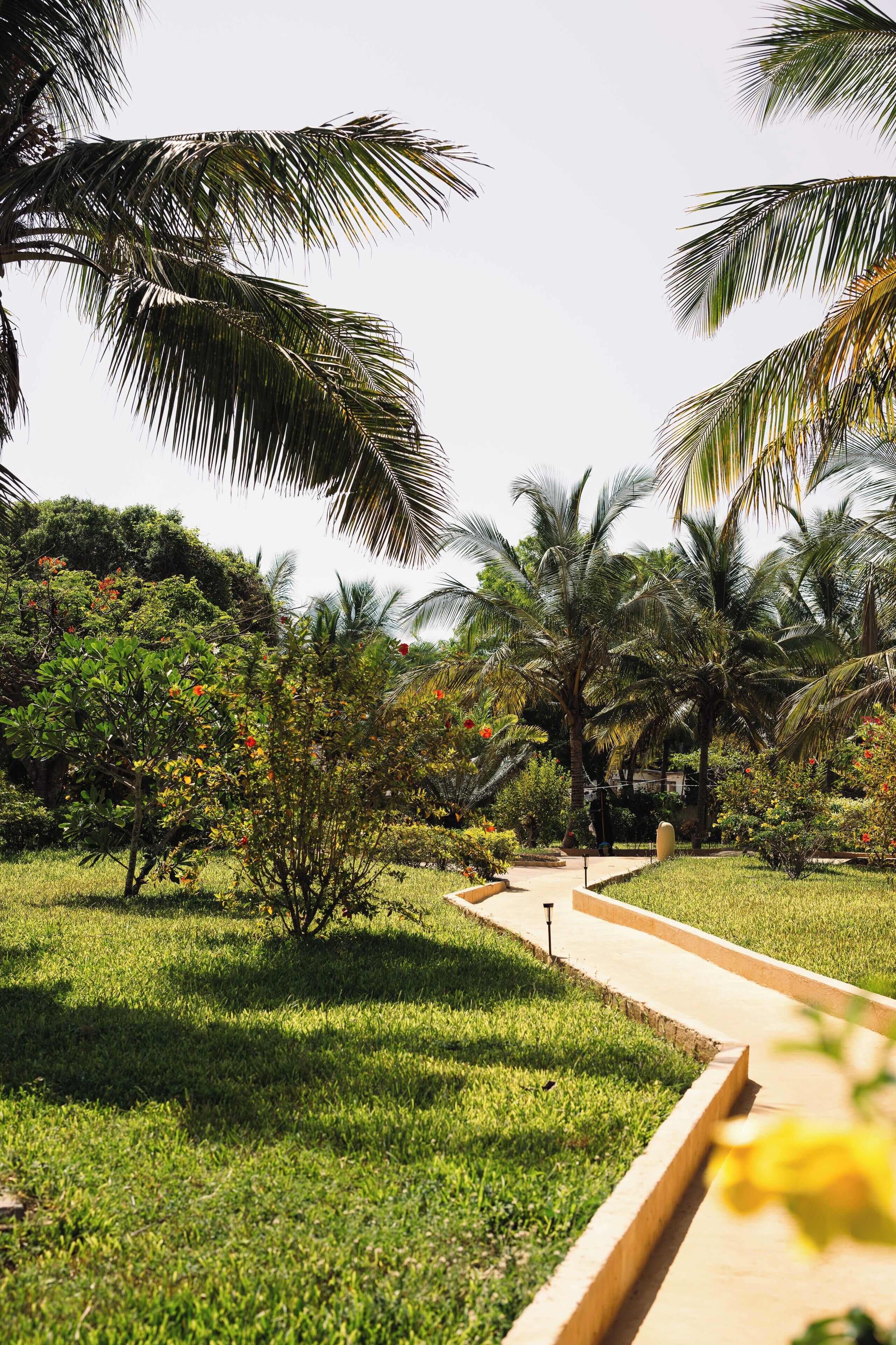 A pathway through a lush garden with palm trees and various plants.