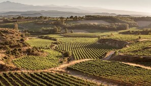 A vineyard with rows of grapevines and a dirt path. - Apartamento Golf Rioja Alta (Ciruena)