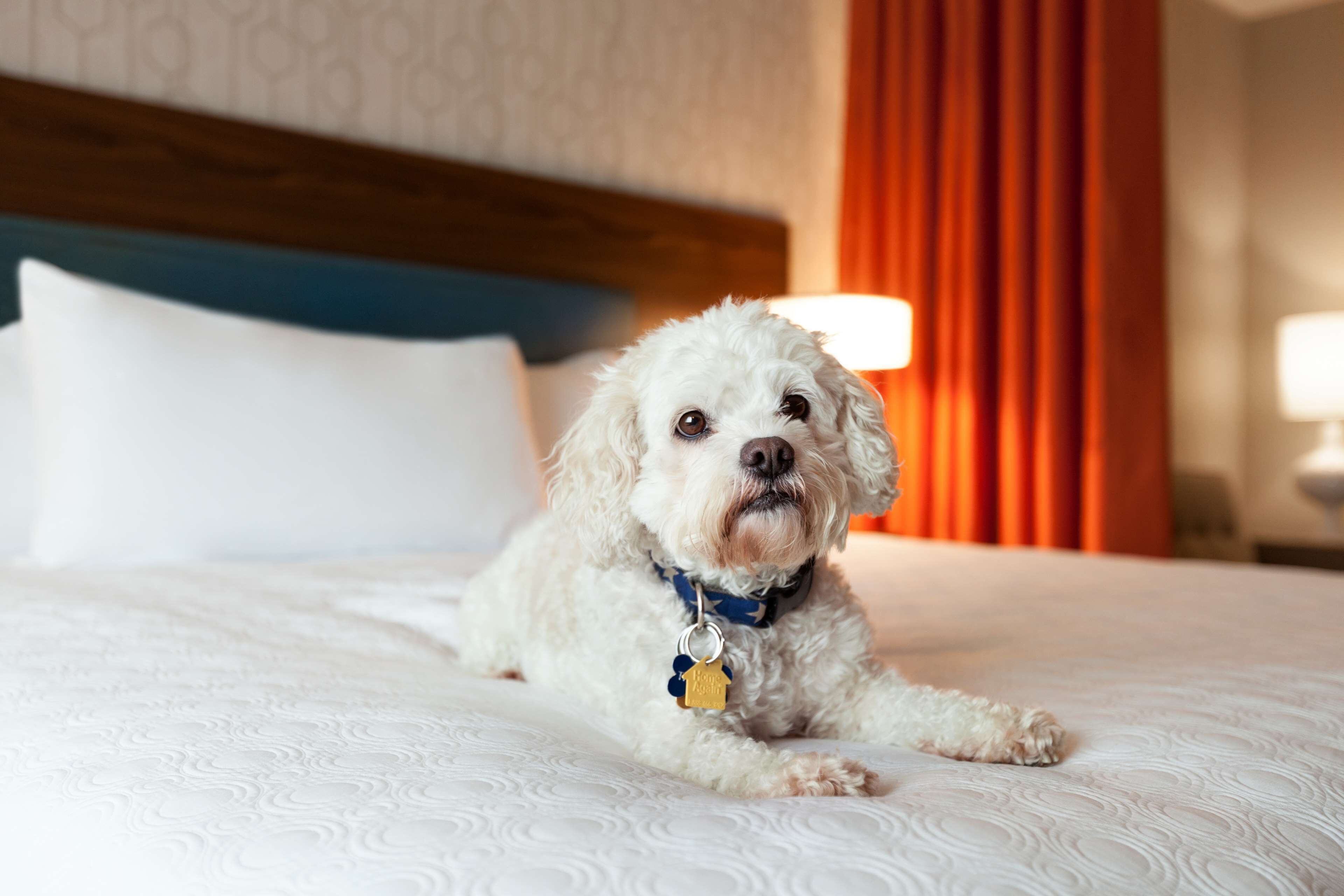 premium bedding, in-room safe, desk, laptop workspace