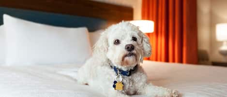 Een witte hond die op een bed ligt, met een blauwe halsband en een identificatiemerk.