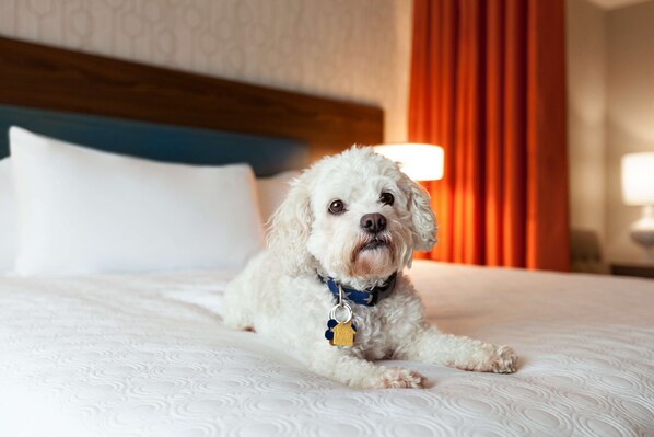 Un perro blanco descansando en una cama con correa azul y placa.