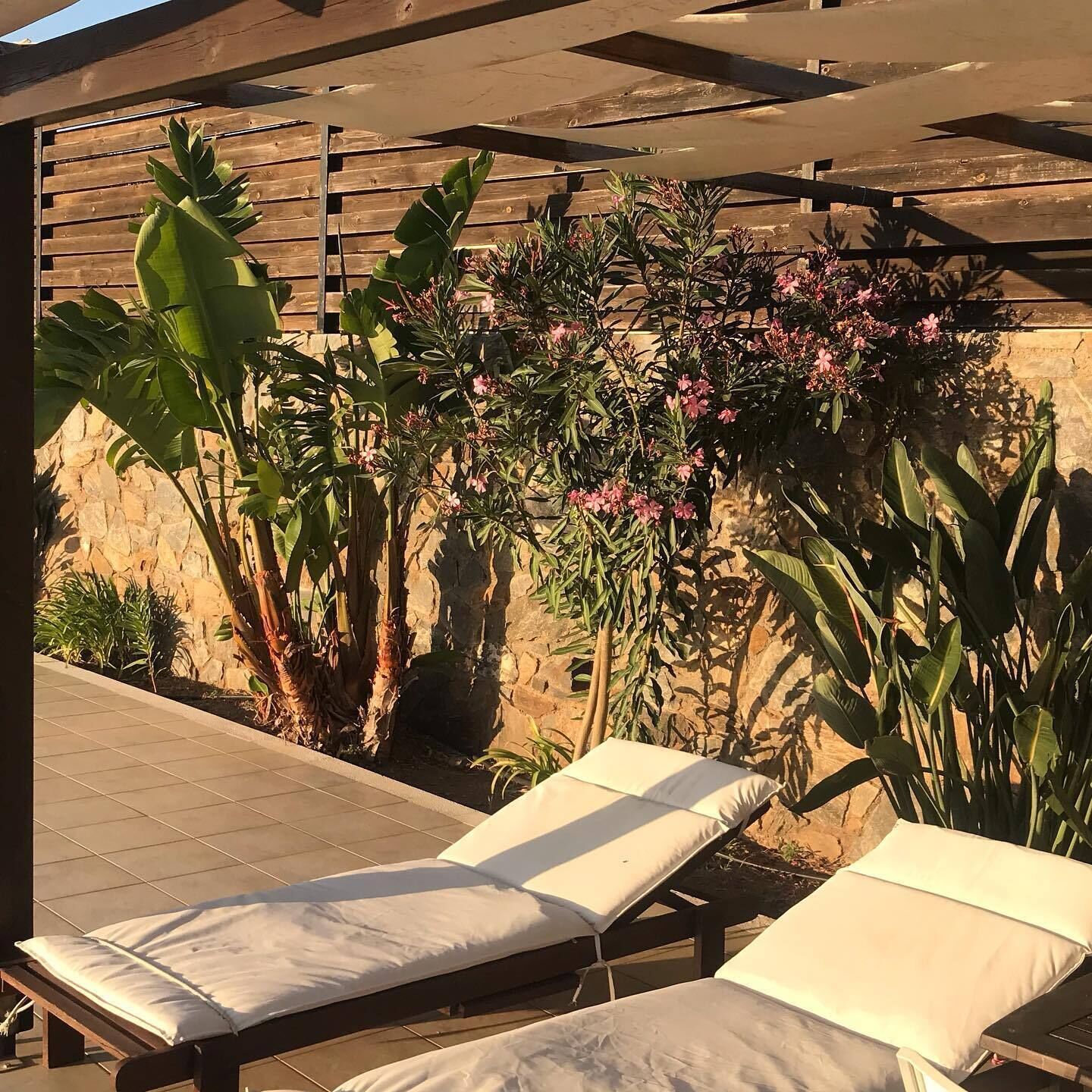 A sunlit outdoor lounge area with two lounge chairs, a wooden pergola, and various tropical plants.