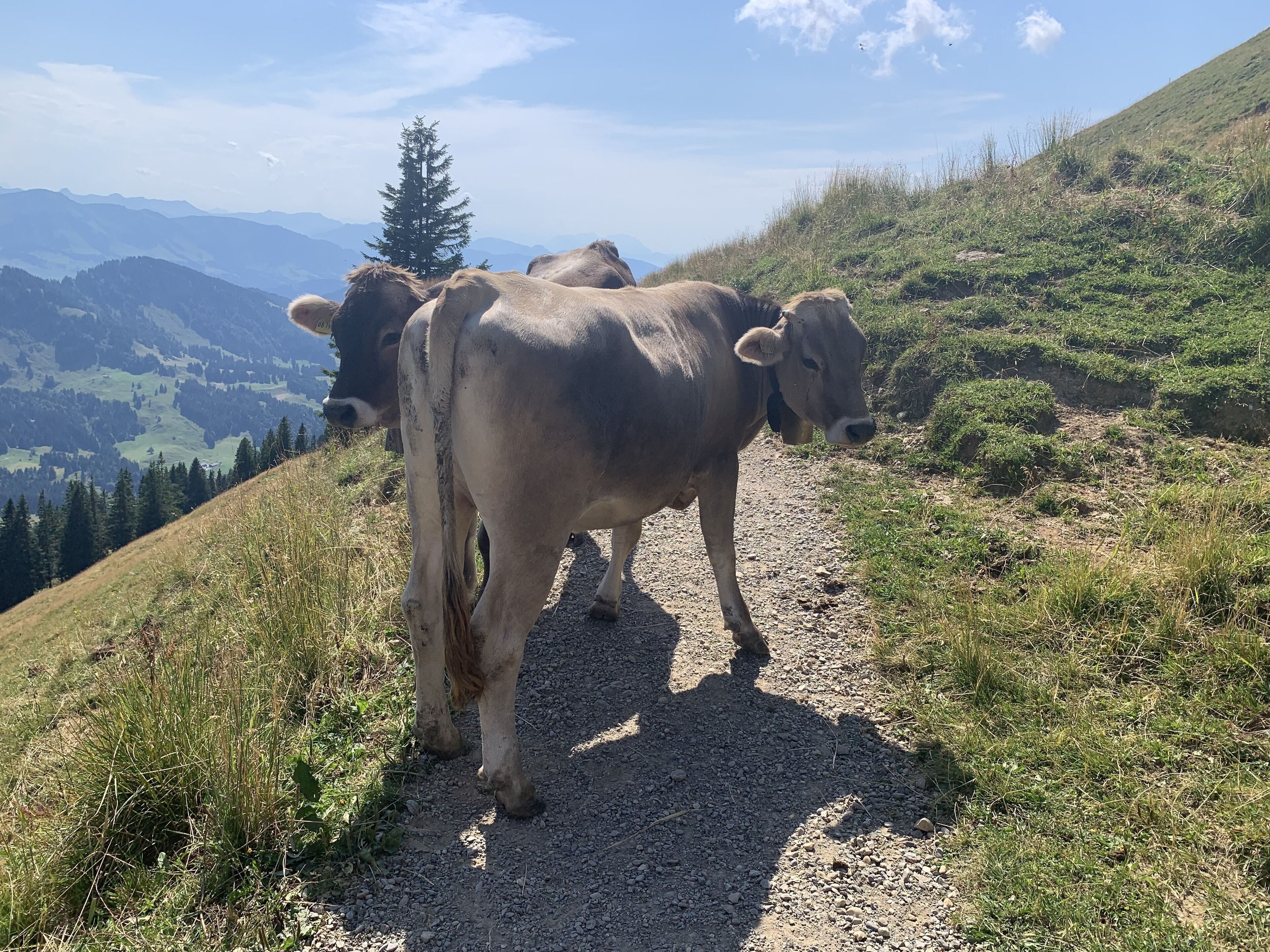 A cow standing on a gravel path with a mountainous landscape in the background.