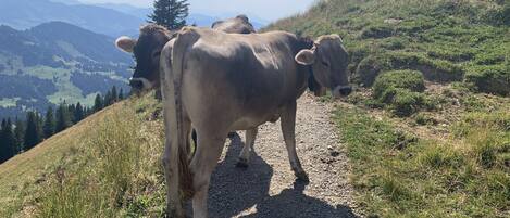 A cow standing on a gravel path with a mountainous landscape in the background.