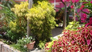 Un espacio al aire libre cubierto, con diversas macetas y flores.