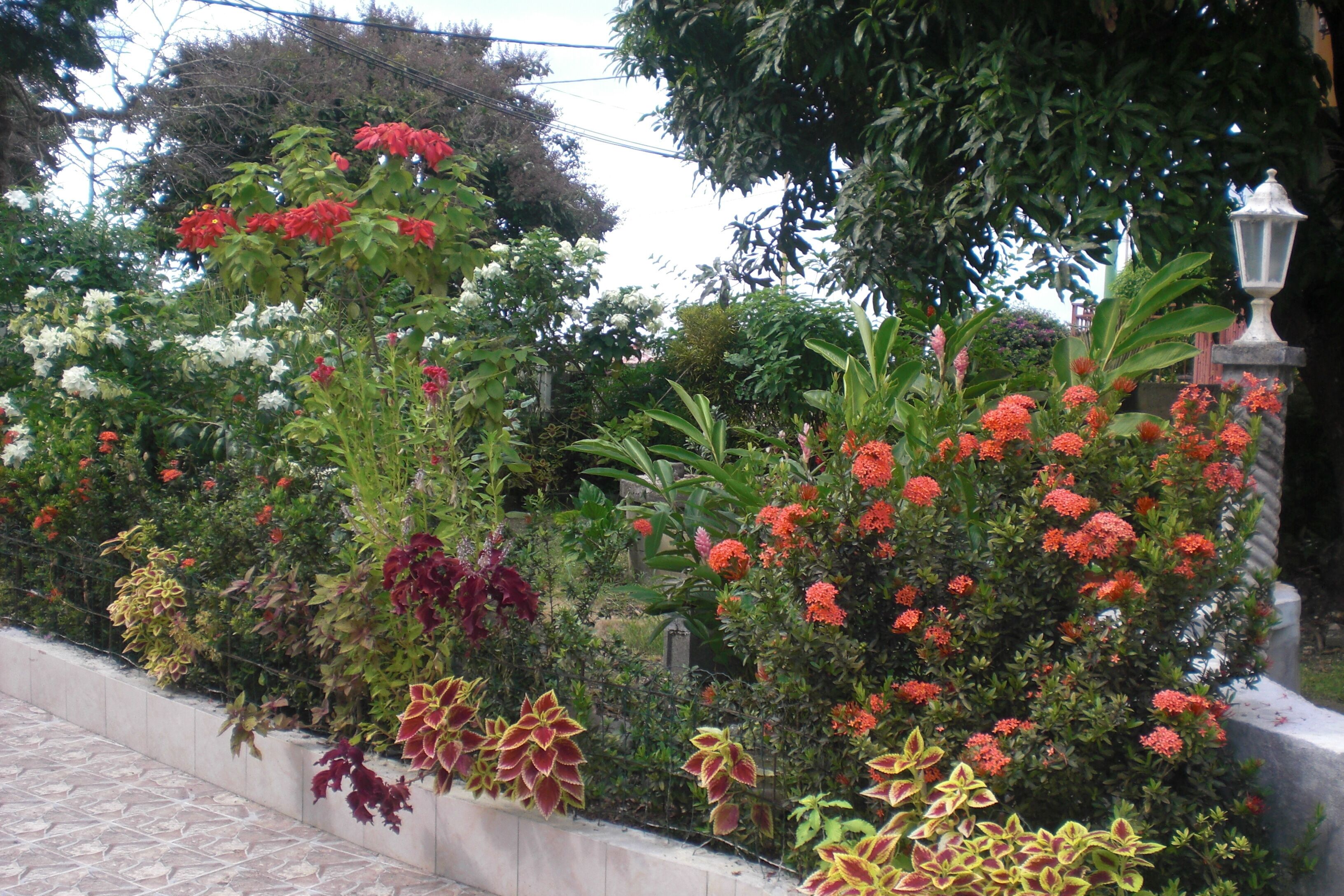 Un jardín con diversas plantas y flores, un muro de piedra y un farol.