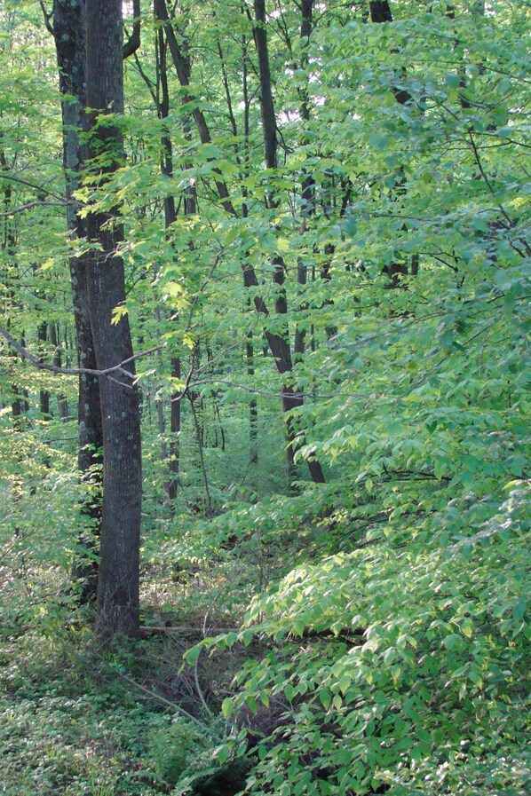 A dense forest with tall trees and thick underbrush. - Private & unplugged. Near Fallingwater, GAP and Ohiopyle. 5-star reviews (Fort Hill)