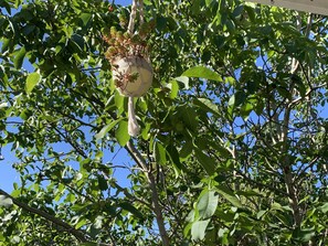 Un arbre aux feuilles vertes et un objet suspendu.