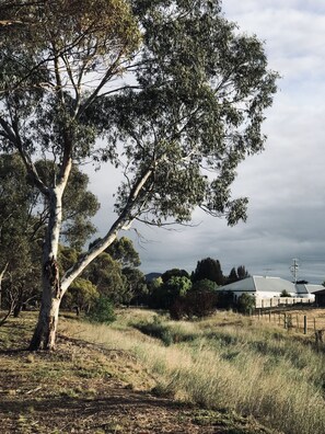 Un arbre au tronc blanc et au feuillage vert, situé dans un champ herbeux, avec un bâtiment visible à l’arrière-plan.
