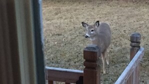 A deer standing behind a wooden fence in a grassy area. - Cozy Creekside Cottage  (Custer)
