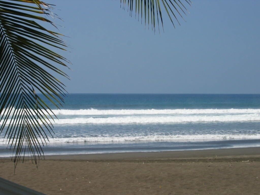 A beach with waves and a palm tree.