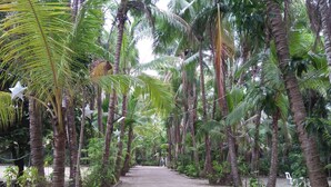 A pathway flanked by tall palm trees and greenery, leading into a natural setting. - Coco Paradise Beach Resort (Currimao)