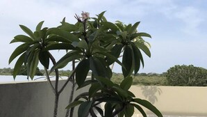 En taghave med en plantekasse i beton og en plante med brede blade og en lyserød blomst.
