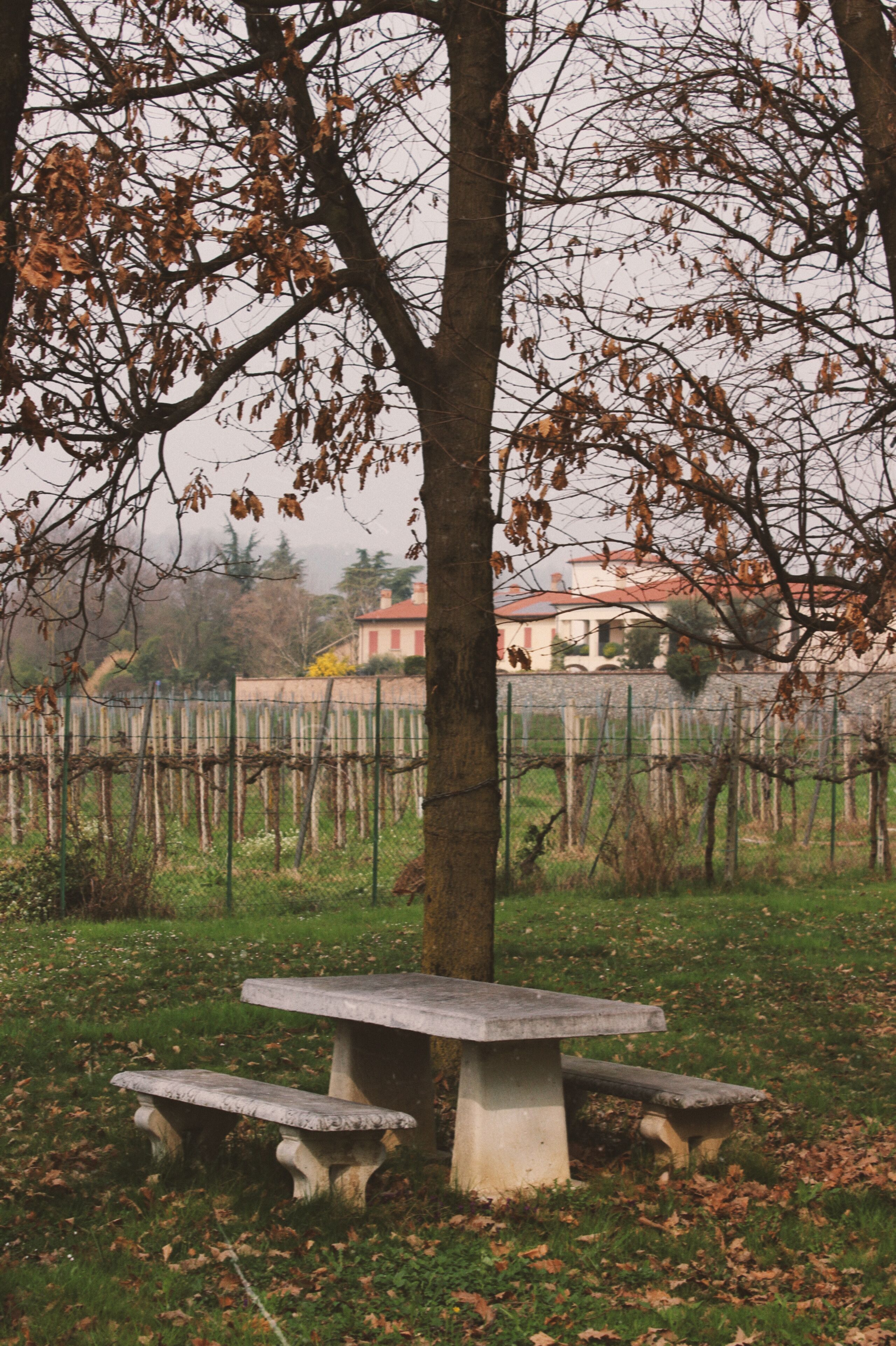 Un banc en pierre et une table de pique-nique dans un parc, avec un vignoble en arrière-plan.