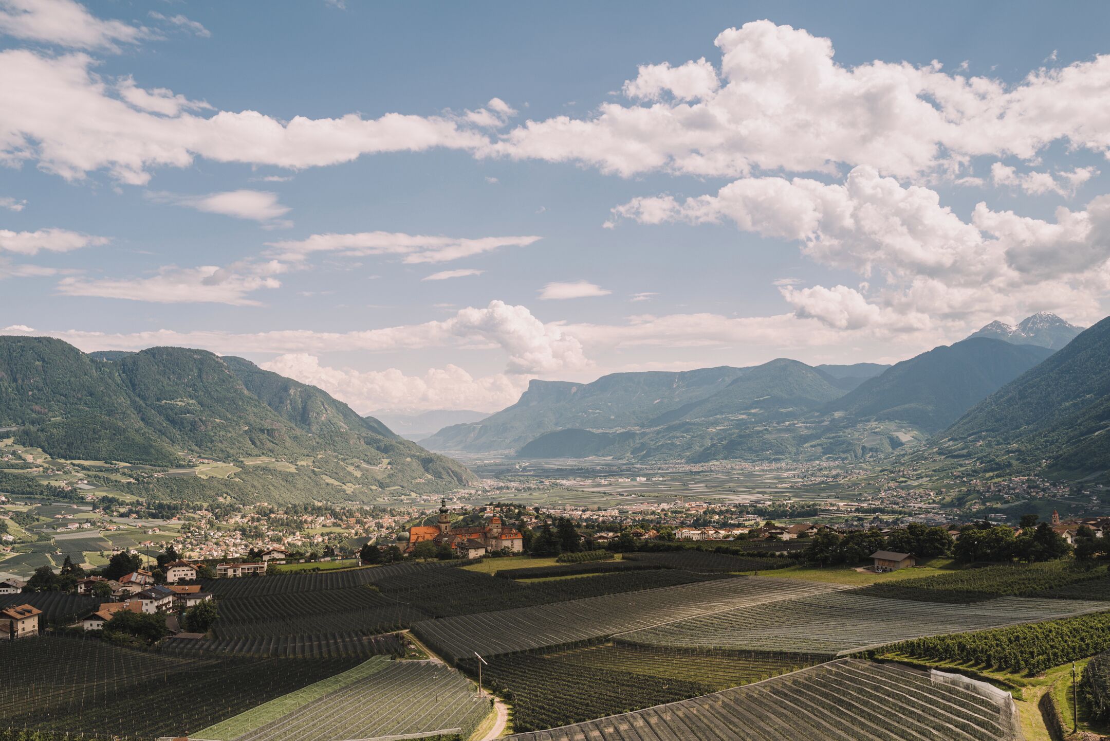 Un vignoble avec des rangées de vignes, une ville située dans la vallée et des montagnes en arrière-plan.